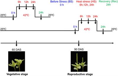 Functional divergence of Heat Shock Factors (Hsfs) during heat stress and recovery at the tissue and developmental scales in C4 grain amaranth (<mark class="highlighted">Amaranthus</mark> hypochondriacus)